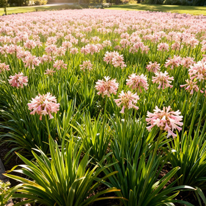 Pink Agapanthus African Lily Seeds — Elegant Summer Blooms for Your Garden