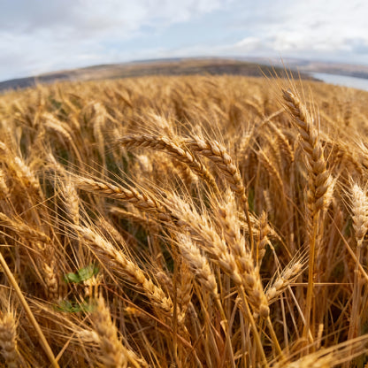 Israel Wheat Grass Seeds – High Yield Seeds for Gardening