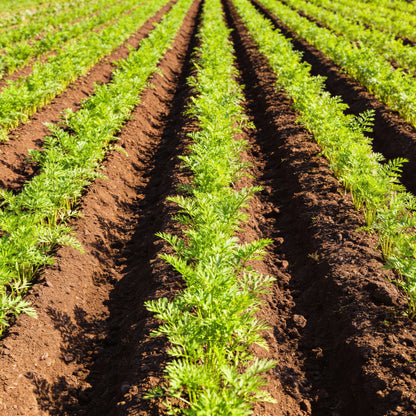 Rainbow Mix F1 Carrot Seeds – Colourful, Sweet & Tender Hybrid Carrot Seeds