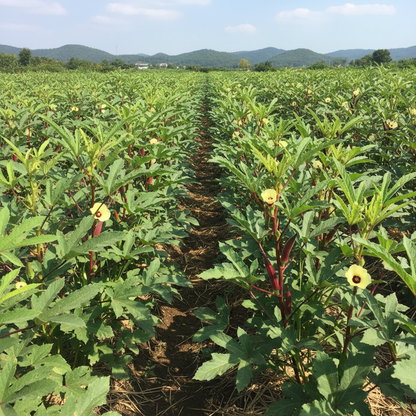 Red Burgundy Okra Seeds for Planting 100 Pcs