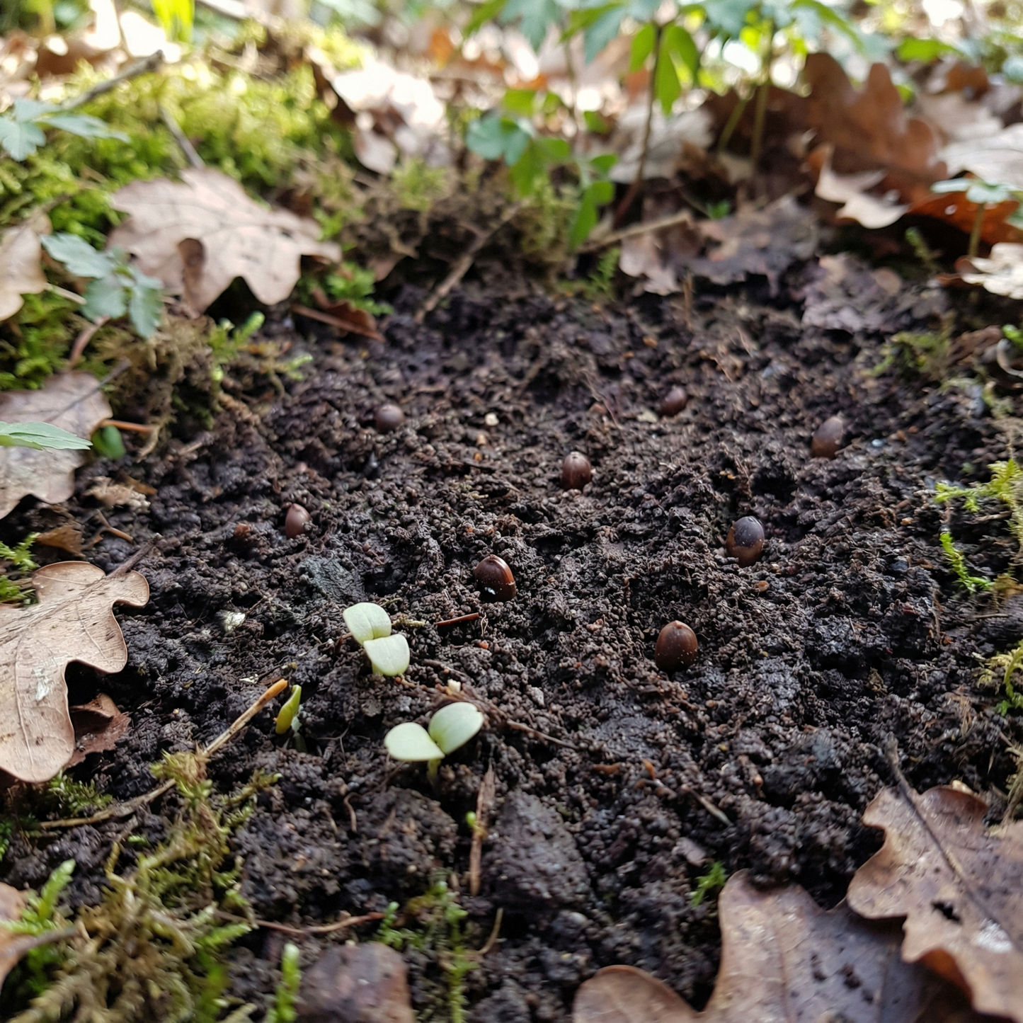 Wood Anemone Seeds – Anemone nemorosa Perennial Flower Seeds