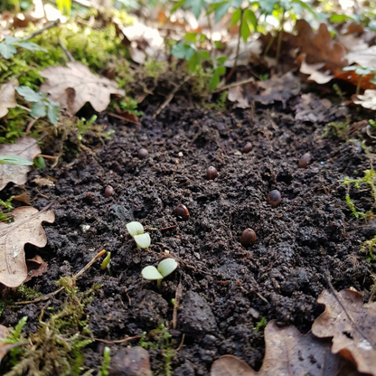 Wood Anemone Seeds – Anemone nemorosa Perennial Flower Seeds