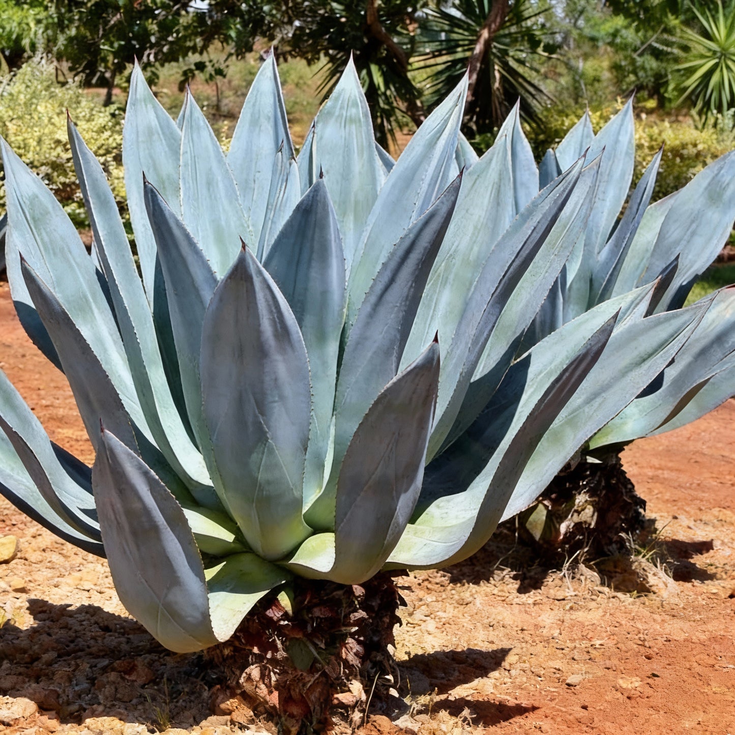 Agave Americana ‘Toliman Blue’ Seeds – Hardy Blue Agave Ornamental Plant
