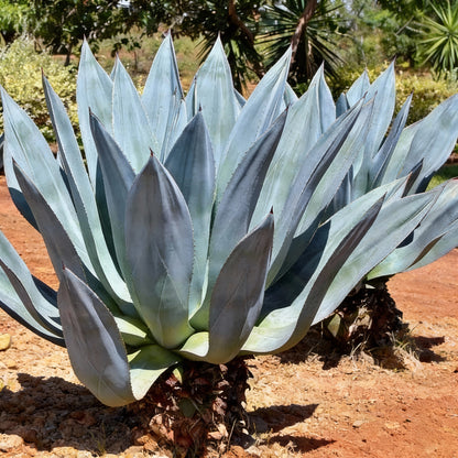 Agave Americana ‘Toliman Blue’ Seeds – Hardy Blue Agave Ornamental Plant