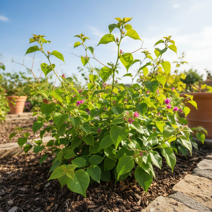Fresh Bougainvillea Flower Seeds — Maroon Premium Bougainvillea Seeds