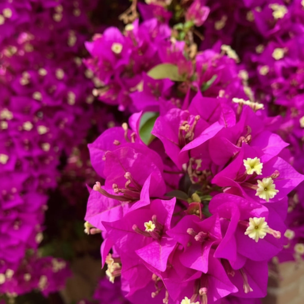 Fresh Bougainvillea Flower Seeds — Maroon Premium Bougainvillea Seeds