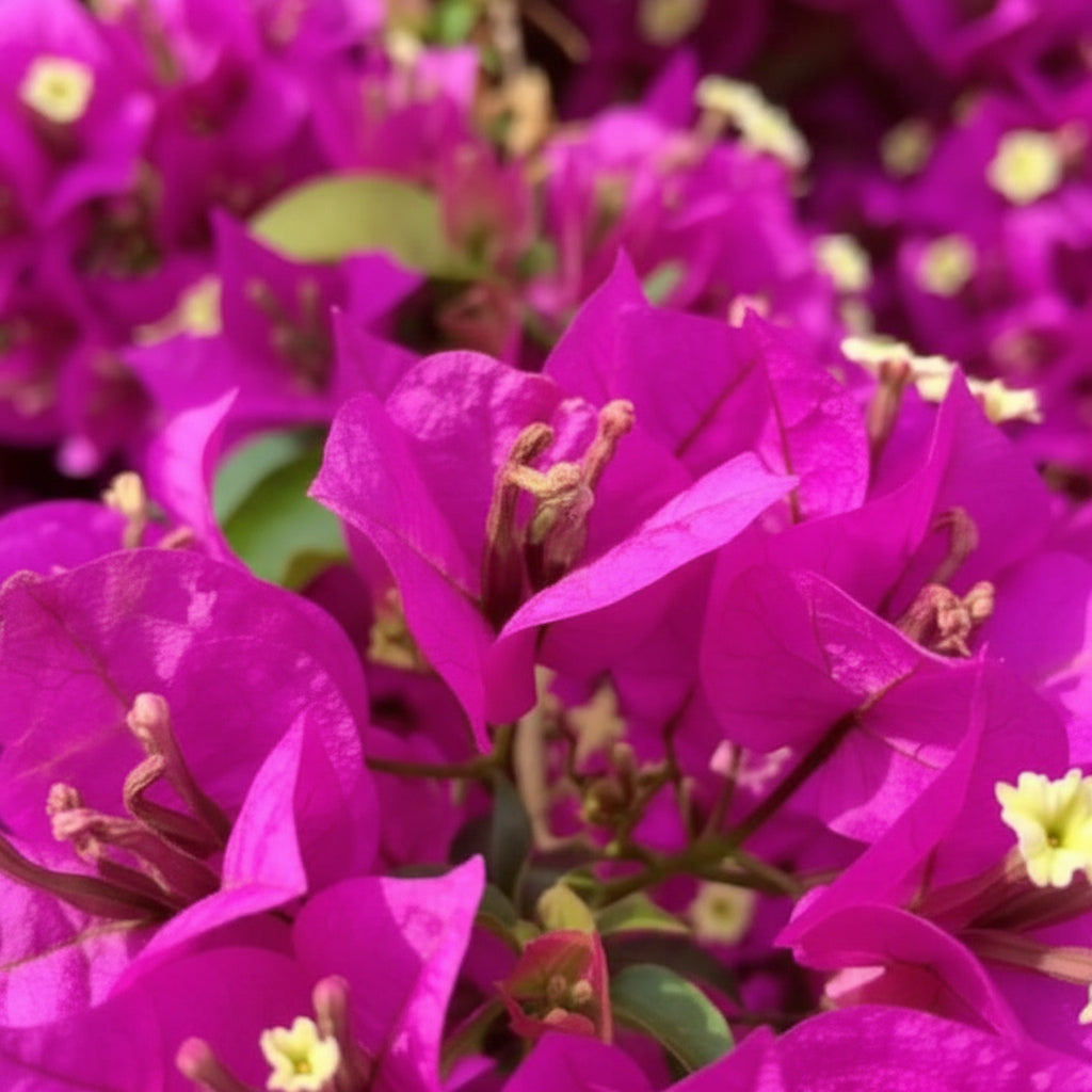 Fresh Bougainvillea Flower Seeds — Maroon Premium Bougainvillea Seeds