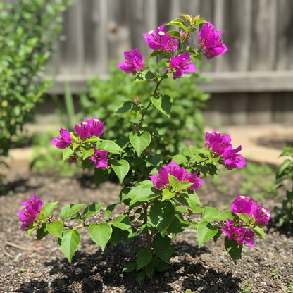 Fresh Bougainvillea Flower Seeds — Maroon Premium Bougainvillea Seeds