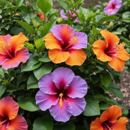 Red Orange Purple Hibiscus Seeds — Rare Color Showy Flower Perennial Seeds
