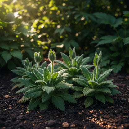 Meconopsis Grandis Flower Seeds — Stunning Blue Himalayan Poppy Seeds for Garden Perennial Blooms