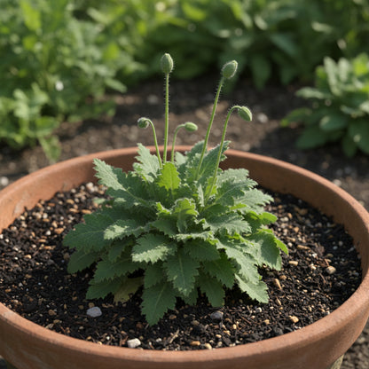 Meconopsis Grandis Flower Seeds — Stunning Blue Himalayan Poppy Seeds for Garden Perennial Blooms
