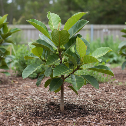 Moreton Bay Fig Tree Seeds (Ficus macrophylla) – Rare Ornamental Tree Seeds