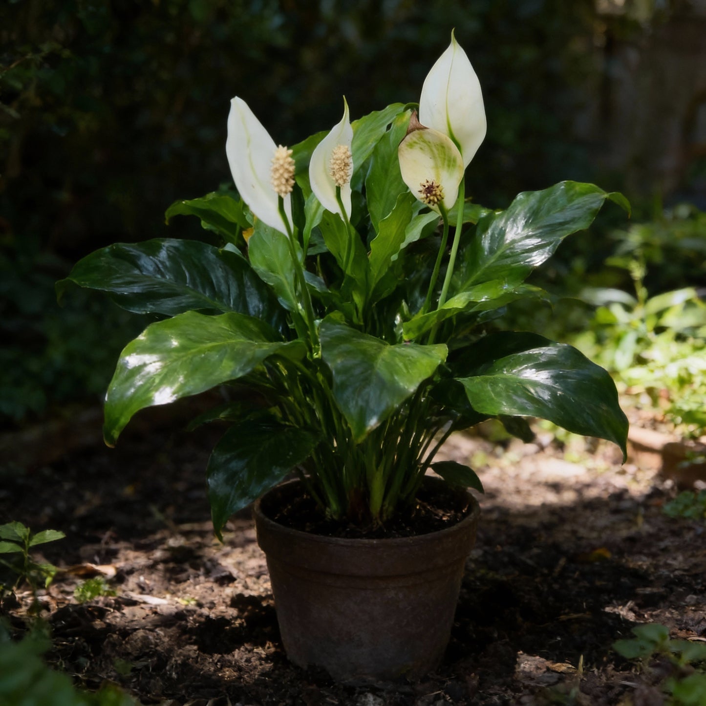 Spathiphyllum Peace Lily Seeds — Elegant Air-Purifying Plant for Indoors & Shaded Gardens