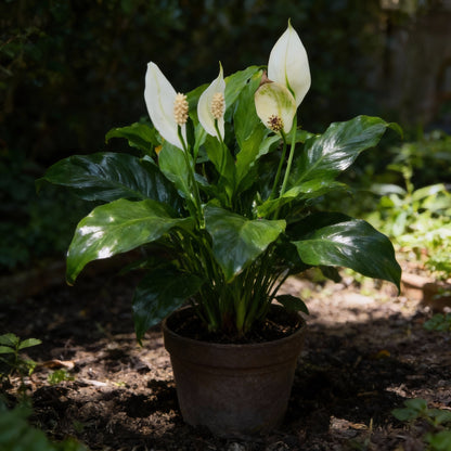 Spathiphyllum Peace Lily Seeds — Elegant Air-Purifying Plant for Indoors & Shaded Gardens