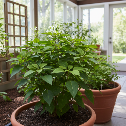 Poinsettia Seeds – Christmas Star Perennial Ornamental Plant