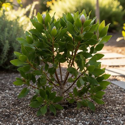 Exotic Protea Flower Plant Seeds