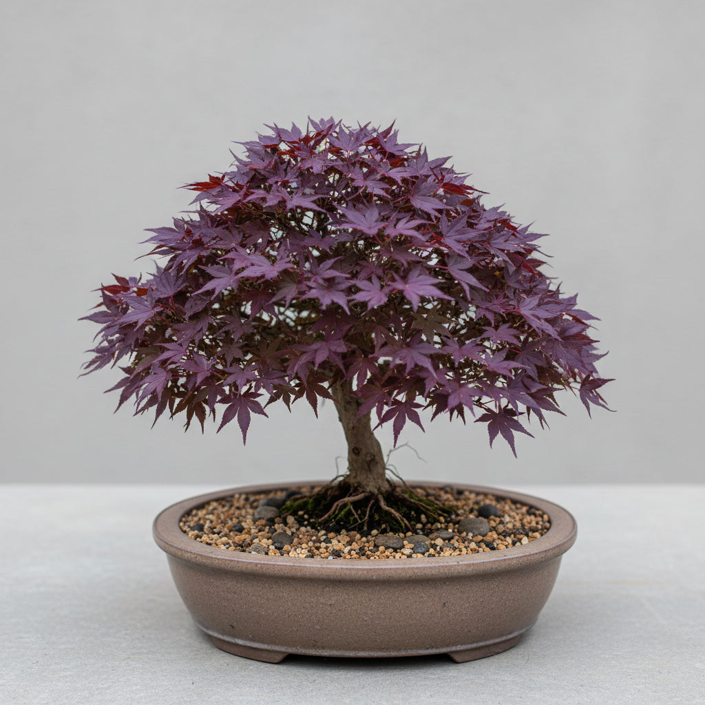 Purple Maple Bonsai Tree Seeds – Exotic Ornamental Perennial Plant