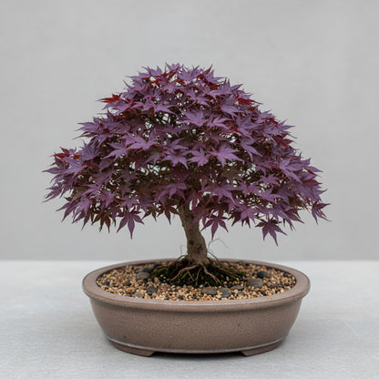 Purple Maple Bonsai Tree Seeds – Exotic Ornamental Perennial Plant