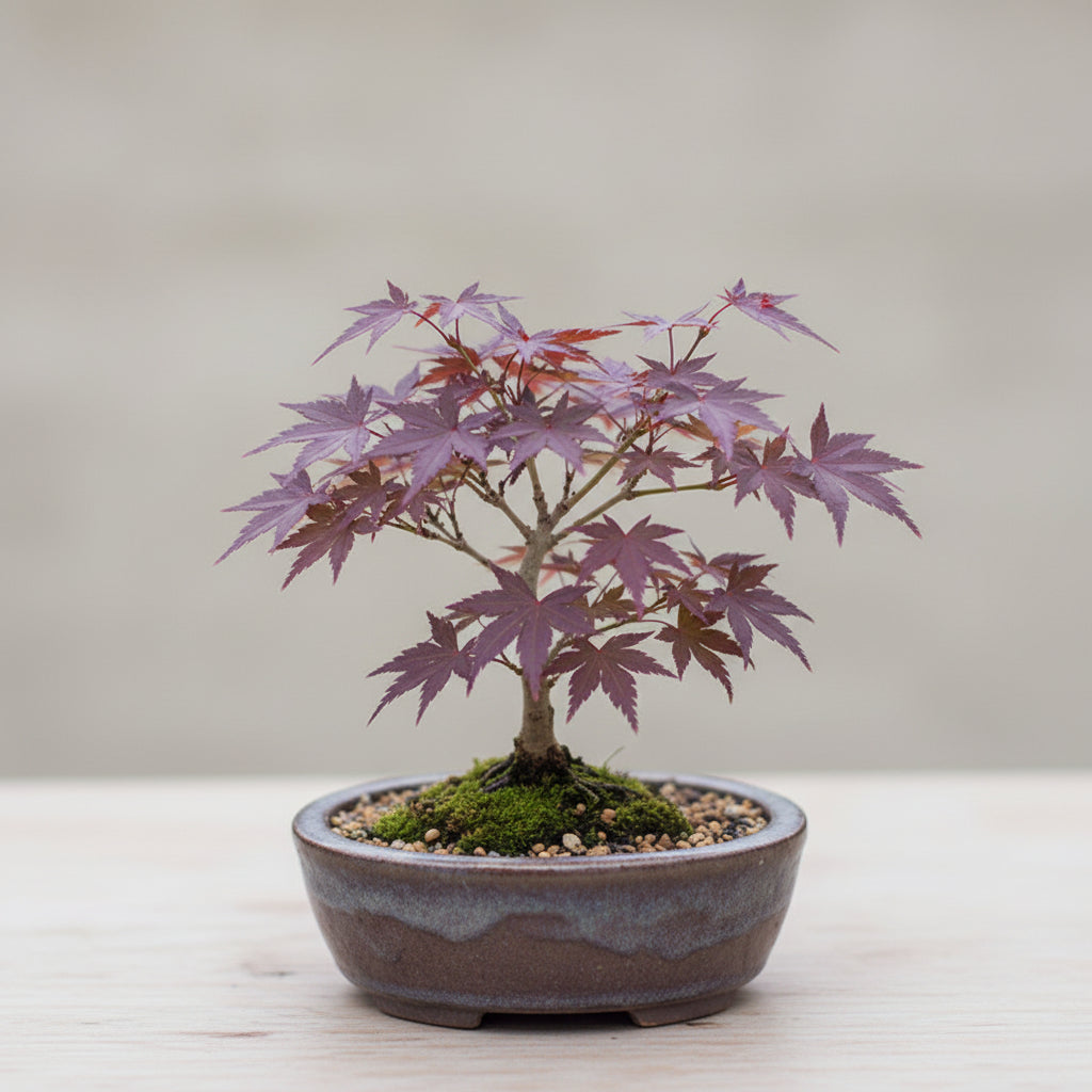 Purple Maple Bonsai Tree Seeds – Exotic Ornamental Perennial Plant