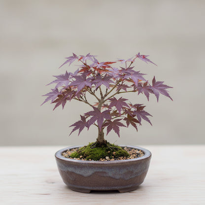 Purple Maple Bonsai Tree Seeds – Exotic Ornamental Perennial Plant
