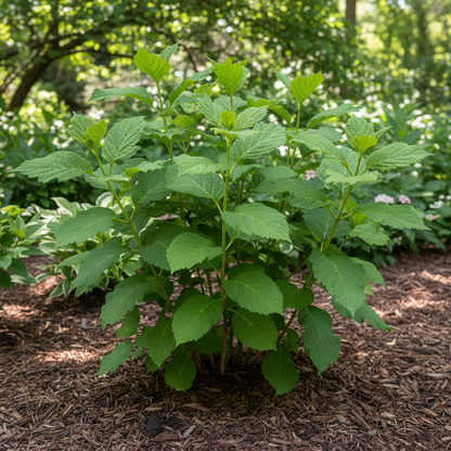 Snow Queen Hydrangea Seeds – Elegant White Blooms & Stunning Fall Foliage