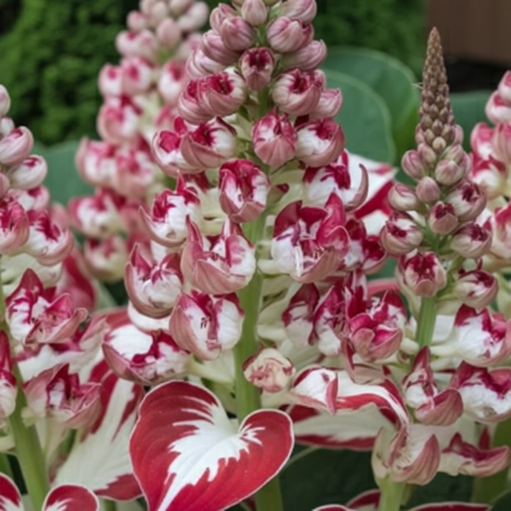 Hosta Seeds – White & Red Varieties (Rare Shade-Loving Perennial Seeds)