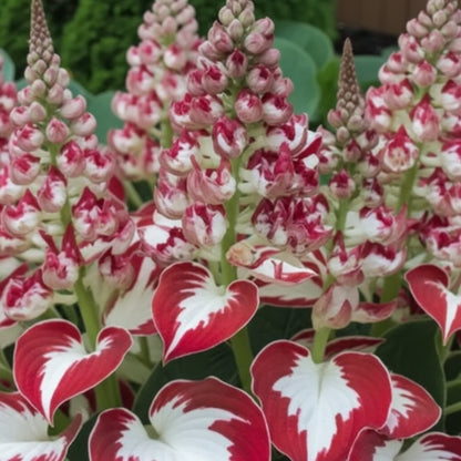 Hosta Seeds – White & Red Varieties (Rare Shade-Loving Perennial Seeds)