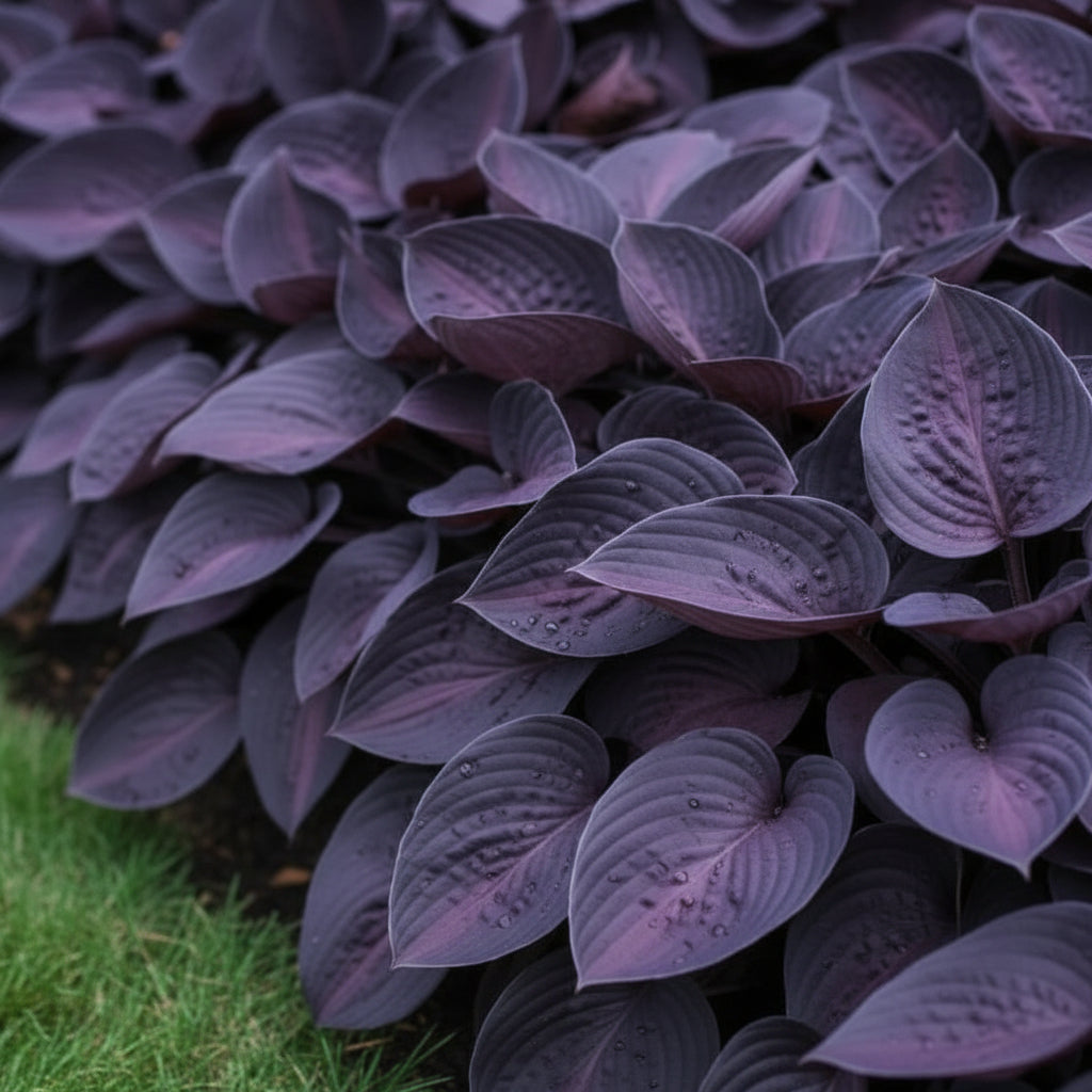 hosta-seeds-rare-mix-shade-garden-premium-hosta-seeds-for-foliage-borders