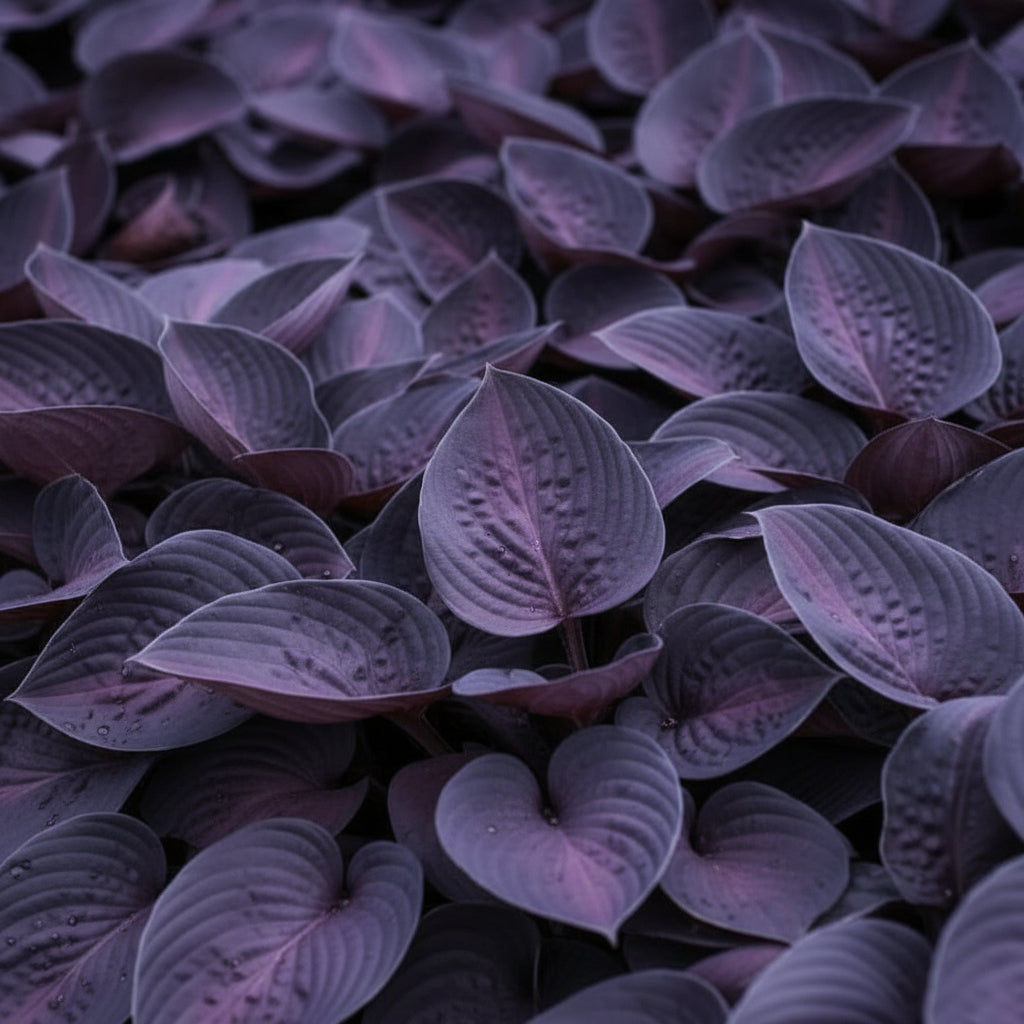 Hosta Seeds – Rare Mix Shade Garden (Premium Hosta Seeds for Foliage & Borders)