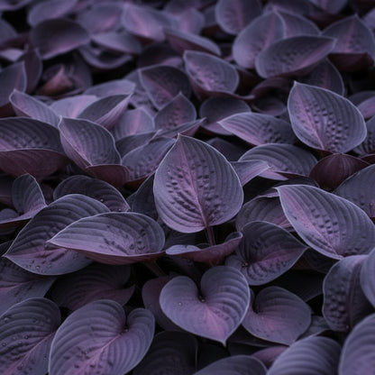 Hosta Seeds – Rare Mix Shade Garden (Premium Hosta Seeds for Foliage & Borders)