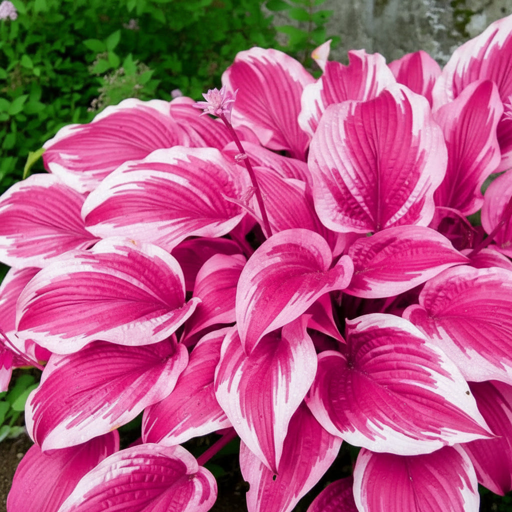 Pink Hosta Seeds – Perennial Bonsai for Indoor & Outdoor Gardens (Pollinator-Friendly)