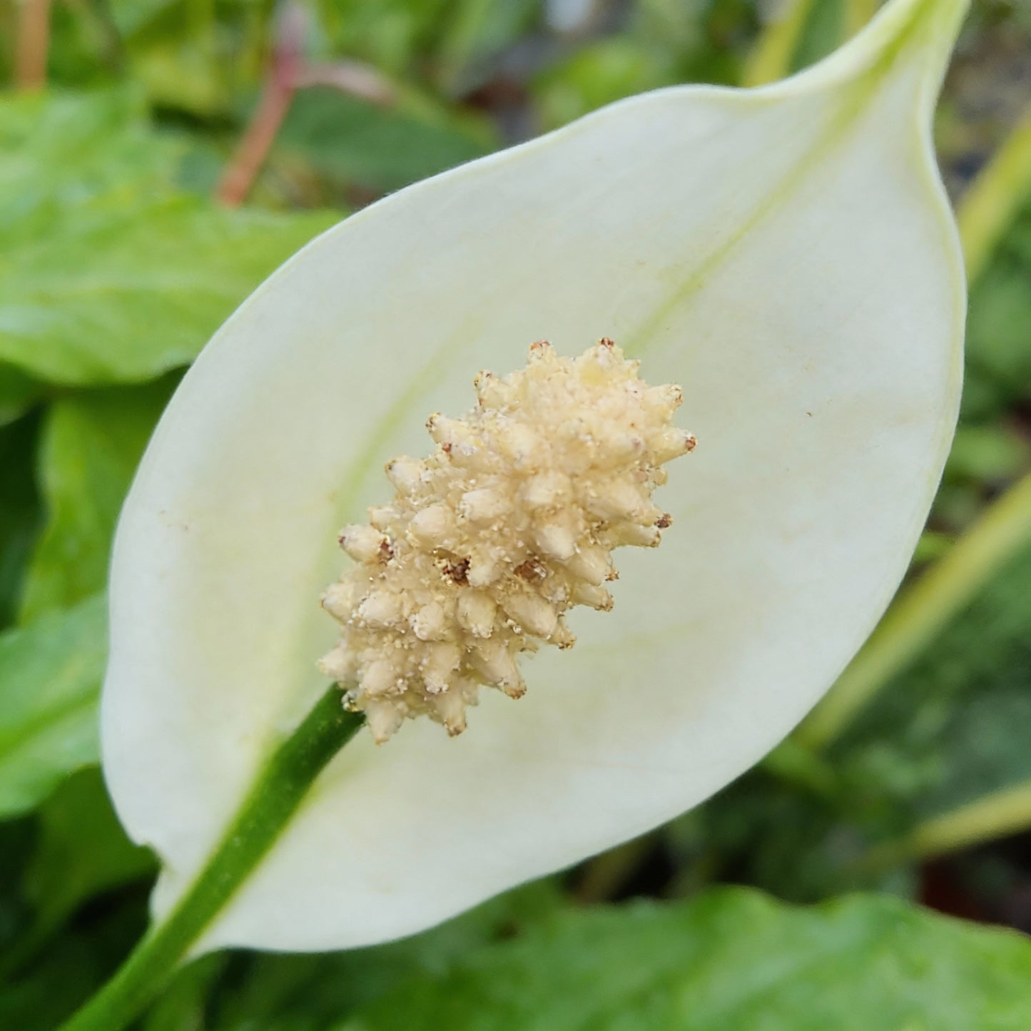Spathiphyllum Peace Lily Seeds — Elegant Air-Purifying Plant for Indoors & Shaded Gardens