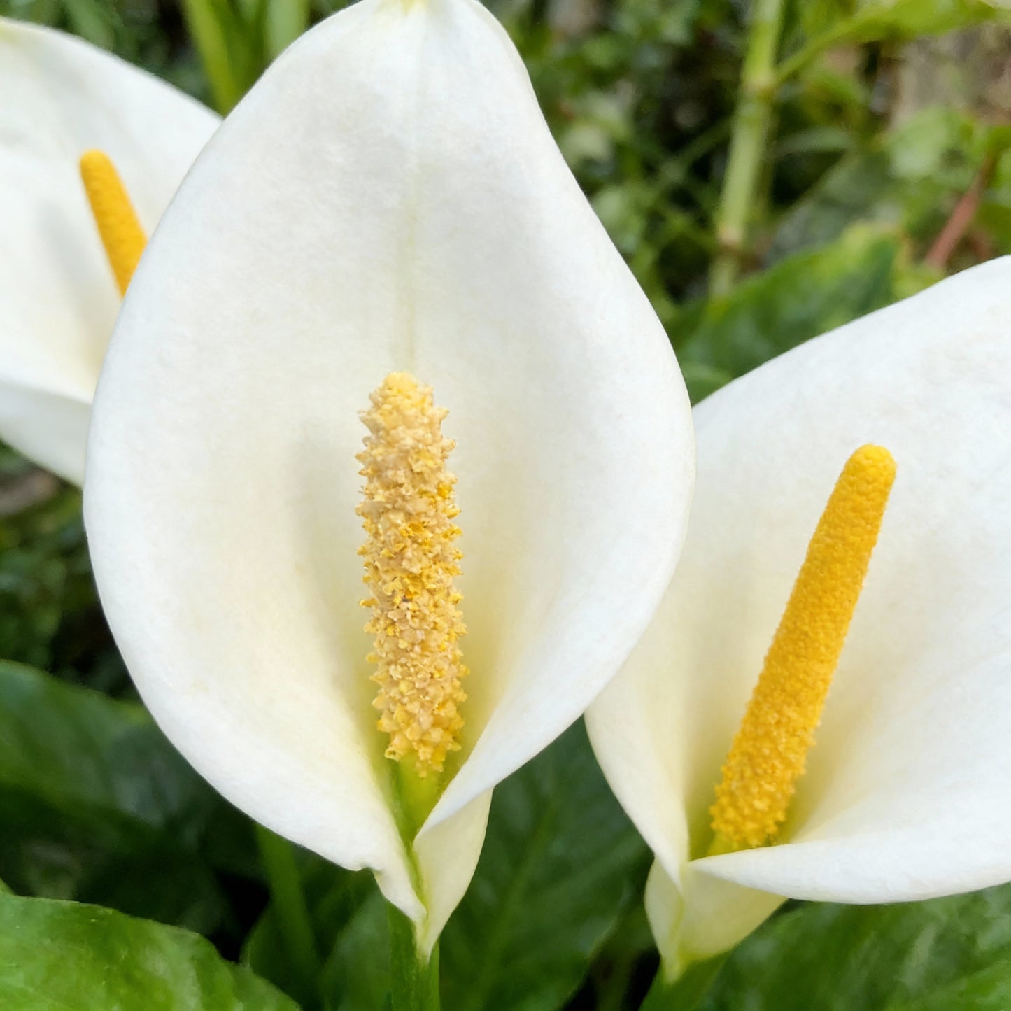 Spathiphyllum Peace Lily Seeds — Elegant Air-Purifying Plant for Indoors & Shaded Gardens
