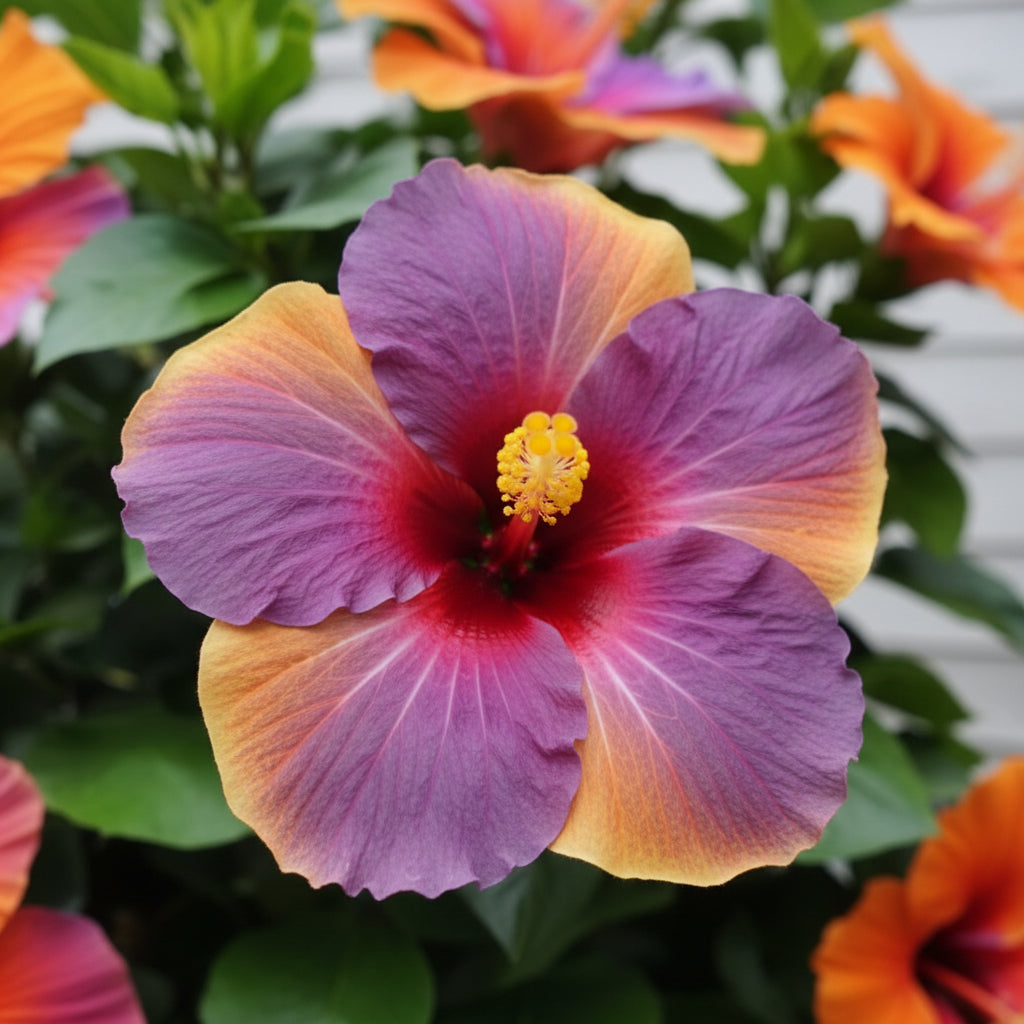 Red Orange Purple Hibiscus Seeds — Rare Color Showy Flower Perennial Seeds
