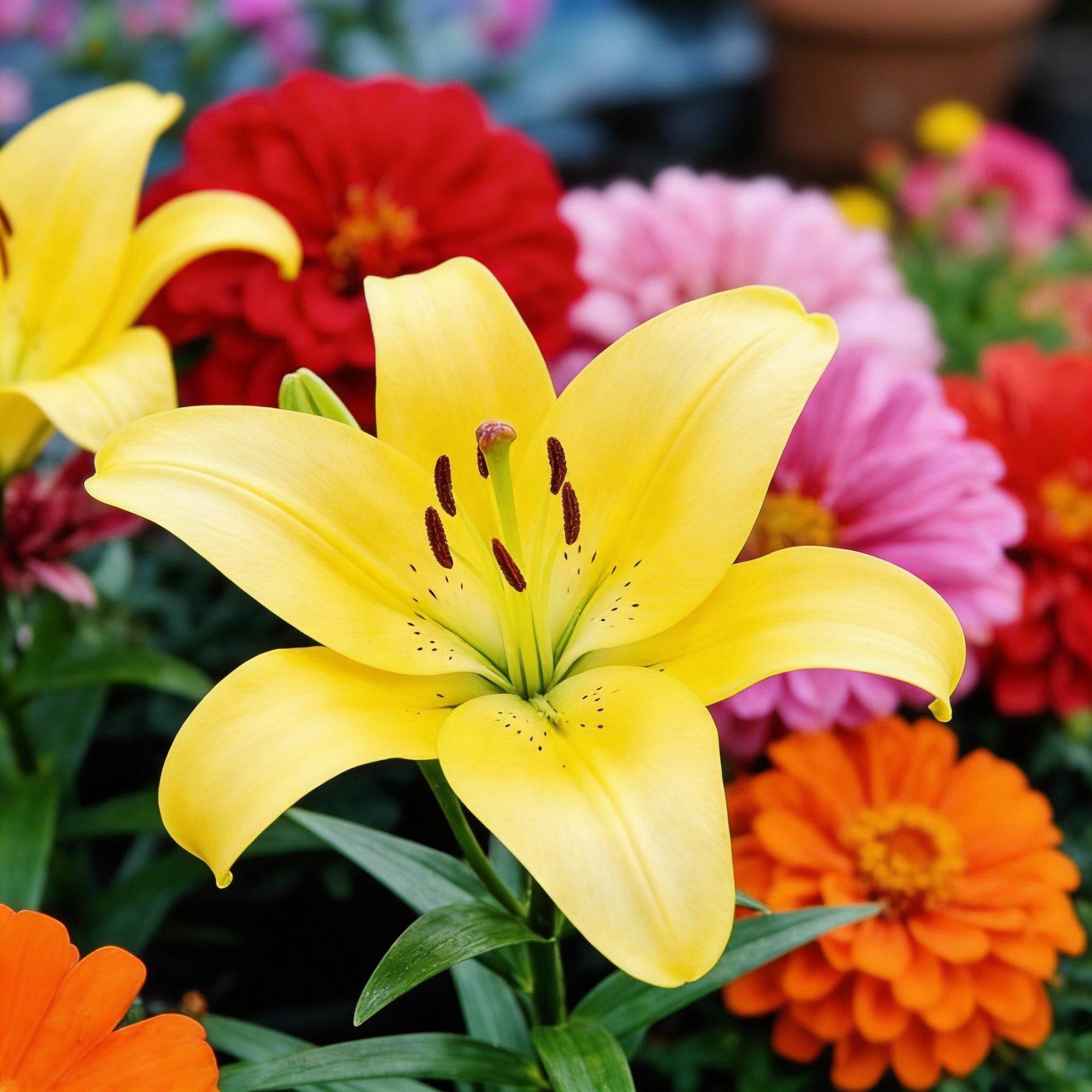 mixed-hosta-lily-flower-seeds-perennial-shade-loving-ground-cover