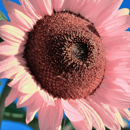 Pink Sunflower Seeds – Ornamental / Garden Sunflower (Helianthus annuus)