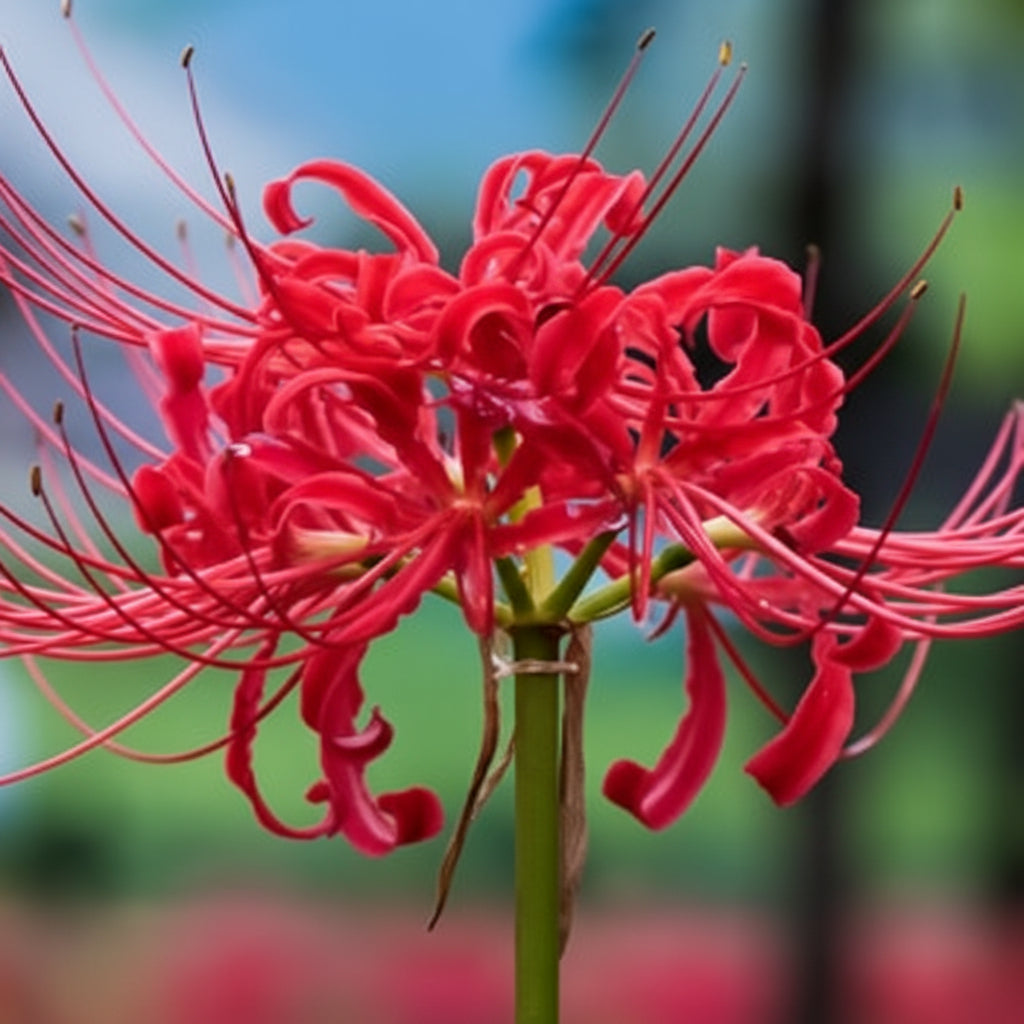 heirloom-red-spider-lily-flower-seeds-lycoris-radiata-3-pcs-bulbs-bulbous-seeds