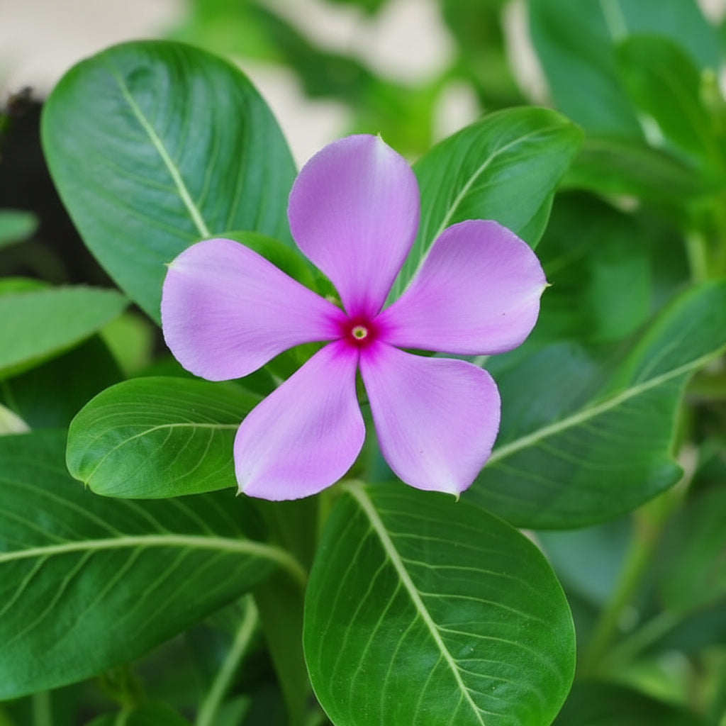Vinca Minor Seeds – Non-GMO Evergreen Ground Cover