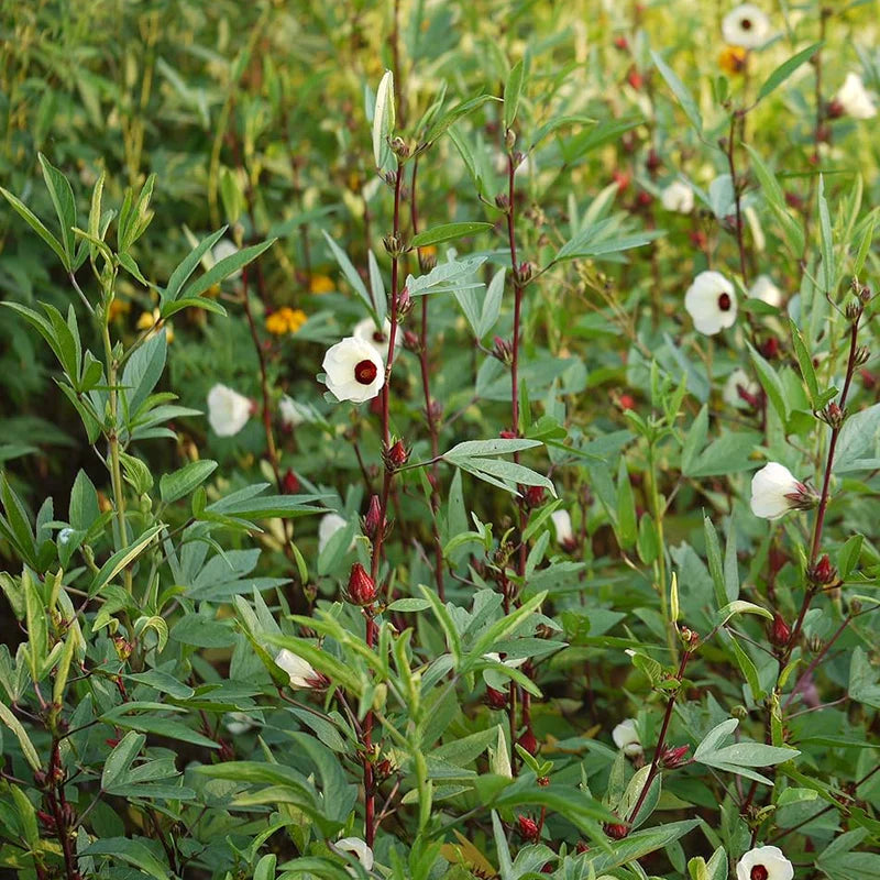 Gongura (Sorrel) Leaves Seeds – Premium Garden Quality