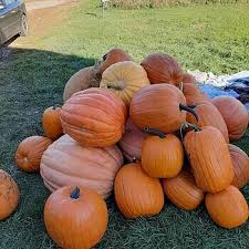 Pumpkin Seeds Atlantic Giant – Premium Giant Pumpkin Seeds for Home Gardening