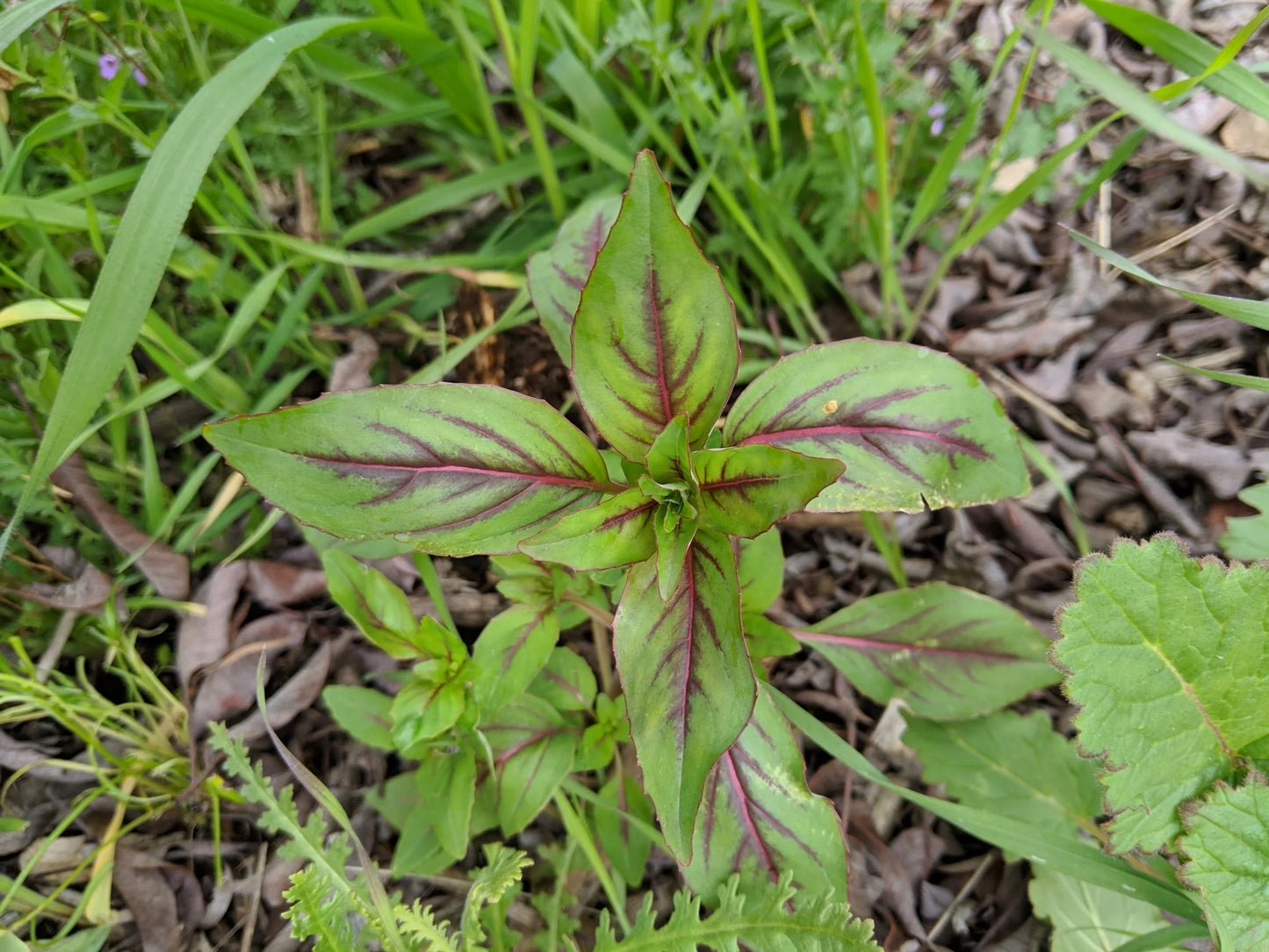 Pink Clarkia Amoena Flower Seeds – 100 pcs