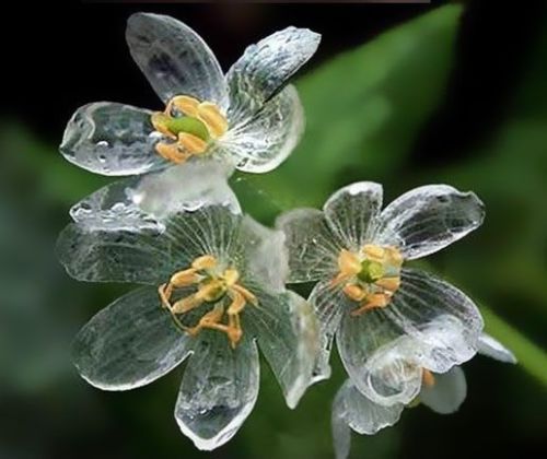 skeleton-flower-seeds-diphylleia-grayi-glass-petaled-woodland-flower
