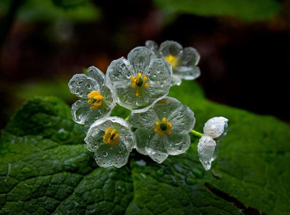 Skeleton Flower Seeds – Diphylleia grayi (Glass-Petaled Woodland Flower)
